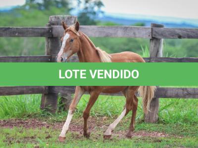 LOTE 022 - PUPPET MSM