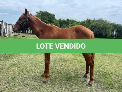 LOTE 007 - REY MAGIC ABRA CI