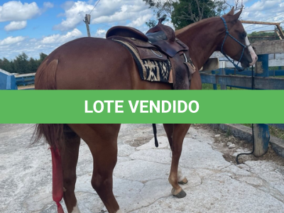 LOTE 009 - SPOOK N CHIC