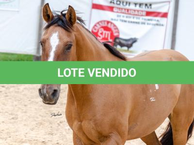 LOTE 007 - HANA DA RORAIMA (2x1)