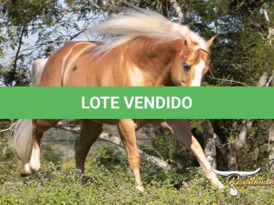 LOTE 010 - BIG SHINER
