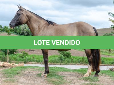 LOTE 001 - LUNA DO PPMP (2x1)