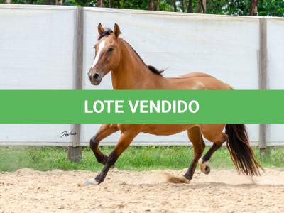 LOTE 007 - HANA DA RORAIMA (2x1)