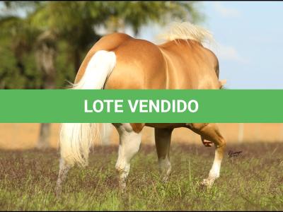 LOTE 005 - NEMO BOY