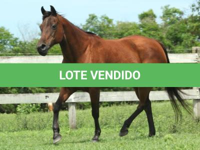 LOTE 019 - SHOW PEP AD
