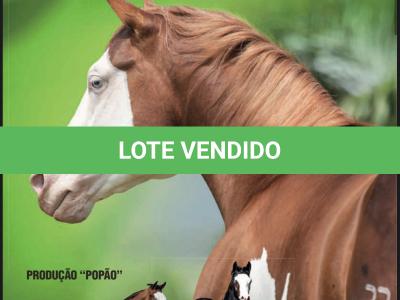 LOTE 006 - POP SUPER GUNNER