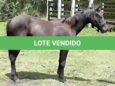 LOTE 006 - REY QUESTION