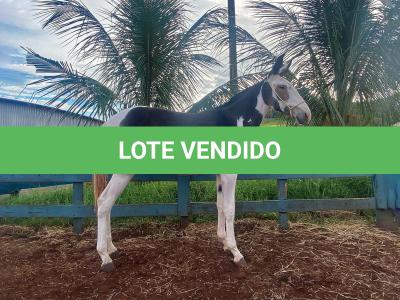 LOTE 005 - DA VINCI DA EAS