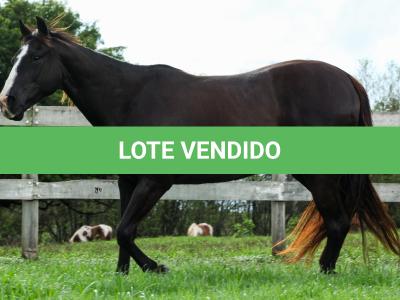 LOTE 016 - FAST BLACK APOLLO YBJ