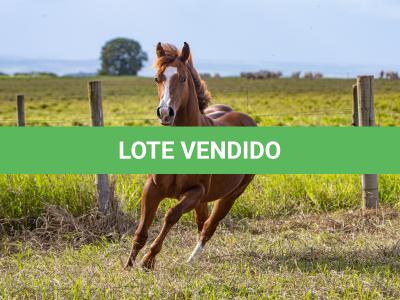 LOTE 006 - GUAPO DOC JAY