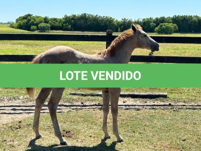 LOTE 015 - NOME A ESCOLHER