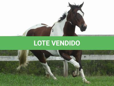 LOTE 017 - CHIVAS DO PICASSO EDA - TE