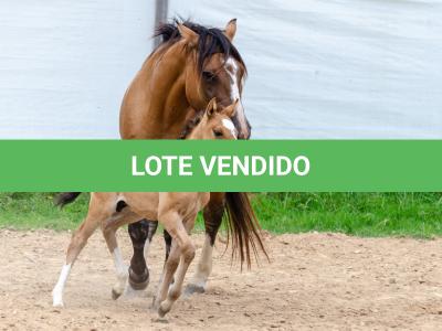 LOTE 006 - QUARESMA EMS (3x1)