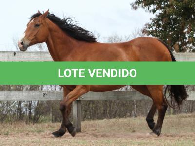 LOTE 008 - WV CASH MAN EAS
