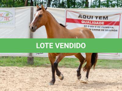 LOTE 007 - HANA DA RORAIMA (2x1)