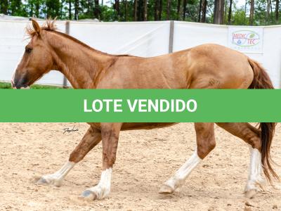 LOTE 016 - CALIBRE ESM DA PPMP