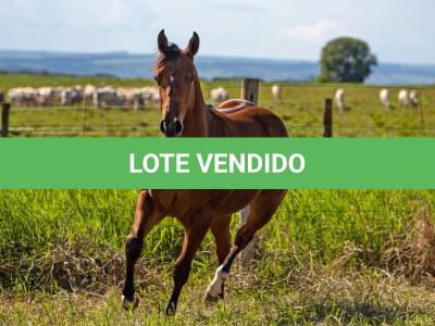 LOTE 004 - GUAPA PEPPY SAN