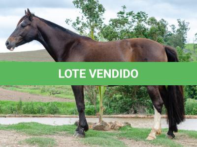 LOTE 002 - INQUIETA 1514E MAUFER (2x1)