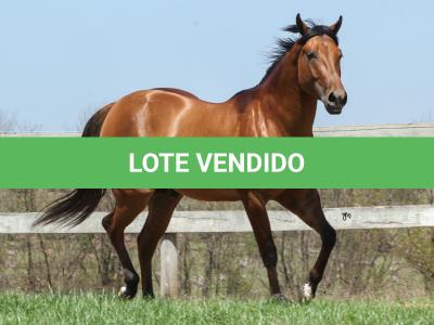 LOTE 004 - ROOSTERS DUN IT GUN