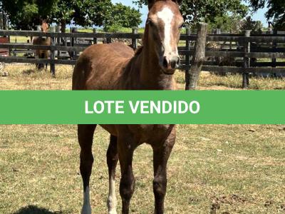 LOTE 017 - LIZ HICKORY DPLC