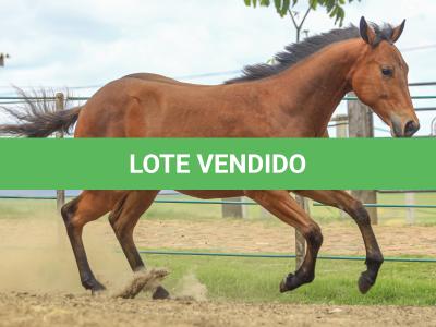 LOTE 029 - TORNADO ONE GUN