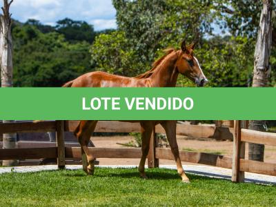 LOTE 011 - ROYAL ETERNALY BLUE