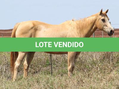 LOTE 006 - IVANA JET