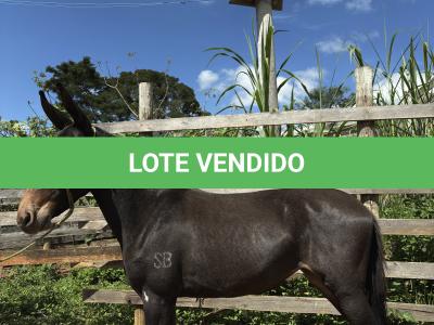 LOTE 008 - CUBANITA DO BANDEIRA