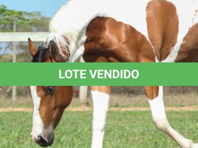 LOTE 006 - FANCY BAR CAT YBJ