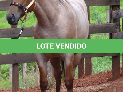 LOTE 018 - PEROLA MISTERCAT CDA