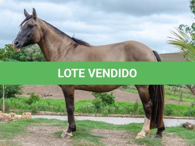 LOTE 001 - LUNA DO PPMP (2x1)
