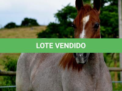LOTE 005 - POP REY STAR MIME