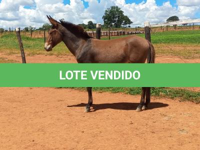 LOTE 007 - CONHAQUE