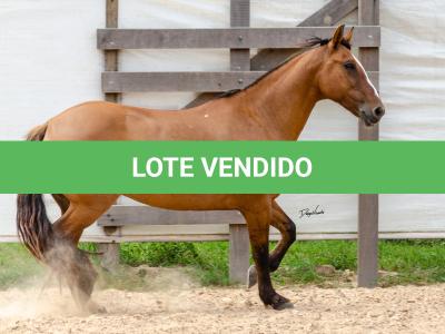 LOTE 007 - HANA DA RORAIMA (2x1)