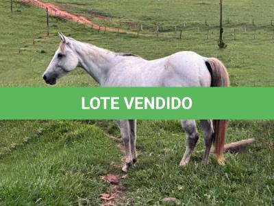 LOTE 011 - STAR DOCBADGERS DOLL