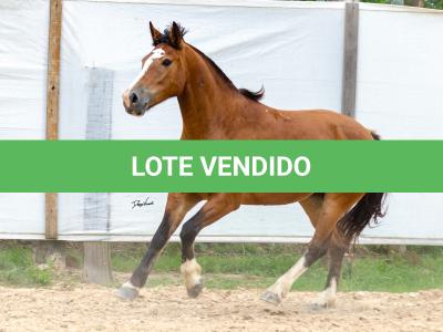 LOTE 014 - BONECA ESM DA PPMP