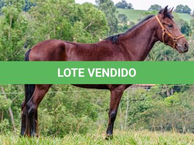 LOTE 016 - BADOKE DA NOVA TRADIÇÃO