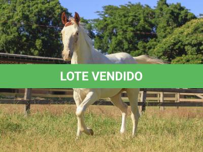 LOTE 006 - ORLANDO BAR BUD PLL