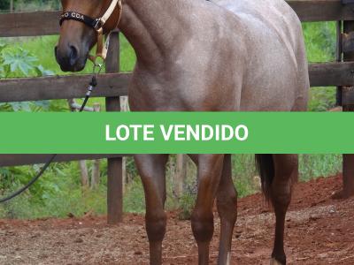LOTE 018 - PEROLA MISTERCAT CDA
