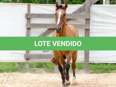 LOTE 007 - HANA DA RORAIMA (2x1)