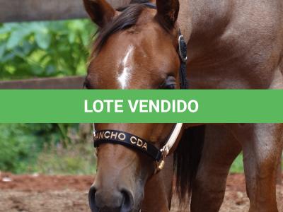LOTE 018 - PEROLA MISTERCAT CDA