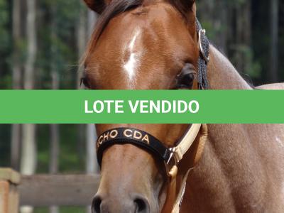 LOTE 018 - PEROLA MISTERCAT CDA