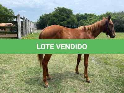 LOTE 007 - REY MAGIC ABRA CI