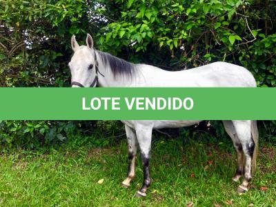 LOTE 013 - DASHIN GOOD