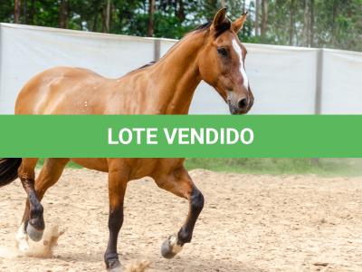 LOTE 007 - HANA DA RORAIMA (2x1)