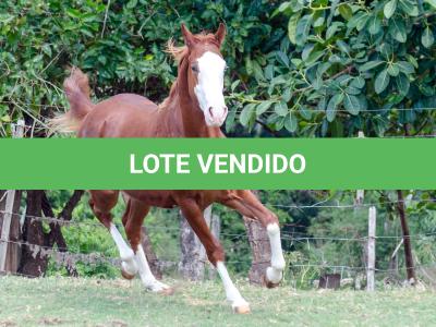 LOTE 003 - GUN MJ BOY Z