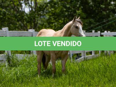 LOTE 009 - SPOOK CENA OP’DF