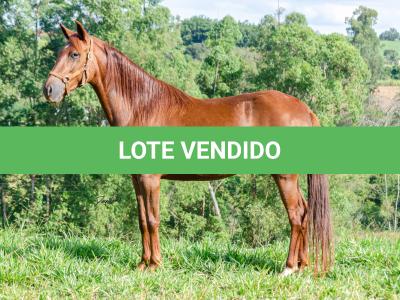 LOTE 018 - KKKK RESGATE DA TRADIÇÃO