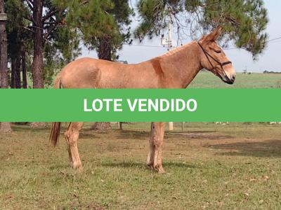 LOTE 012 - XUXA