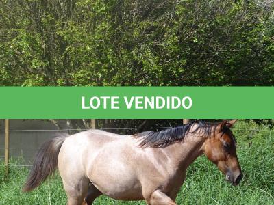 LOTE 018 - PEROLA MISTERCAT CDA